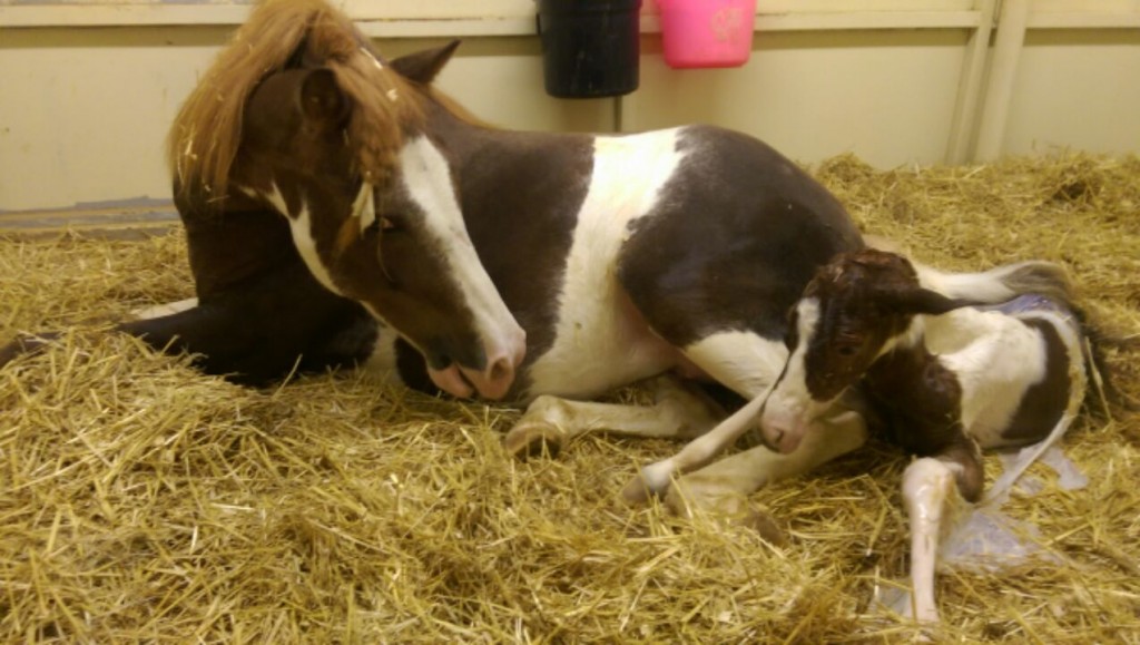 foaling-2
