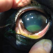 Opthalmology services at Burleson Equine Hospital 